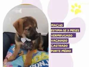 Cachorro raça SRD-ViraLata idade 2 a 6 meses nome Kevin