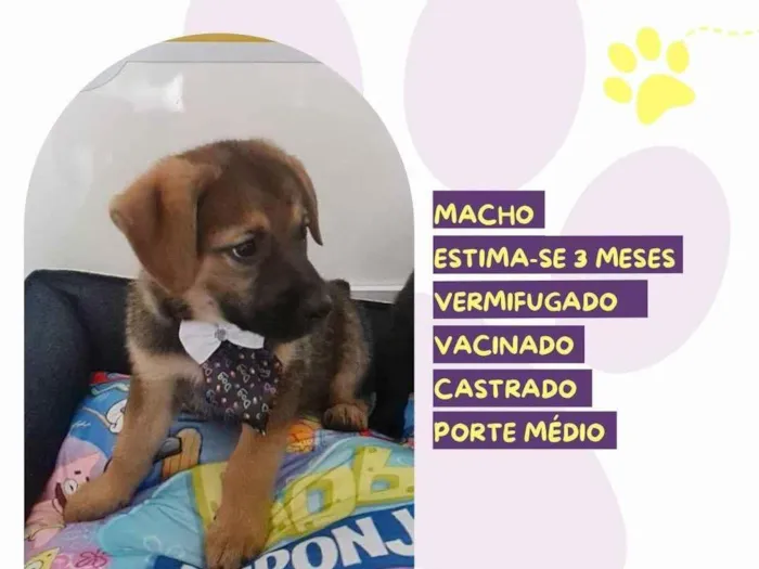 Cachorro ra a SRD-ViraLata idade 2 a 6 meses nome Kevin