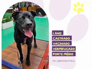 Cachorro raça SRD-ViraLata idade 1 ano nome Leo