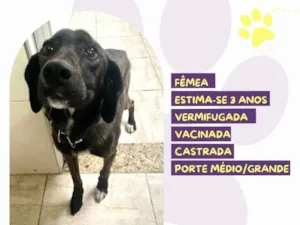 Cachorro raça SRD-ViraLata idade 3 anos nome Lola