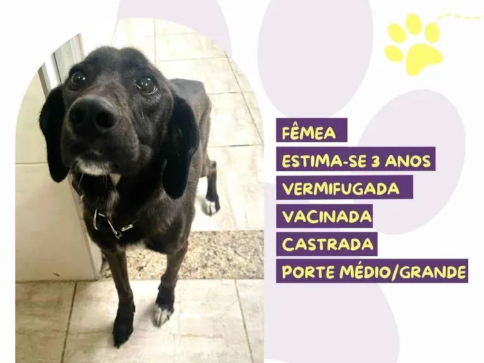 Cachorro ra a SRD-ViraLata idade 3 anos nome Lola