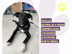 Cachorro raça SRD-ViraLata idade 7 a 11 meses nome Lupi