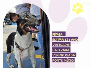 Cachorro raça SRD-ViraLata idade 1 ano nome Matilda