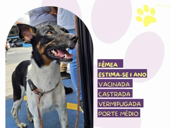 Cachorro ra a SRD-ViraLata idade 1 ano nome Matilda