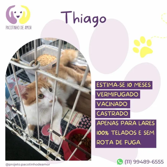 Gato ra a SRD-ViraLata idade 7 a 11 meses nome Thiago