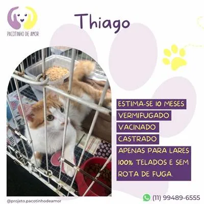 Gato raça SRD-ViraLata idade 7 a 11 meses nome Thiago