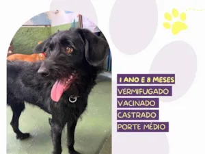 Cachorro raça SRD-ViraLata idade 1 ano nome Nick