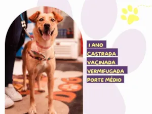 Cachorro raça SRD-ViraLata idade 1 ano nome Pandora