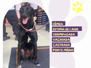 Cachorro raça SRD-ViraLata idade 1 ano nome Pantera