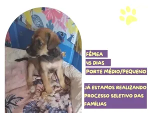 Cachorro raça SRD-ViraLata idade 2 a 6 meses nome Sininho