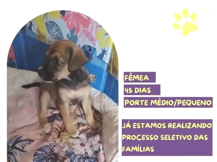 Cachorro ra a SRD-ViraLata idade 2 a 6 meses nome Sininho