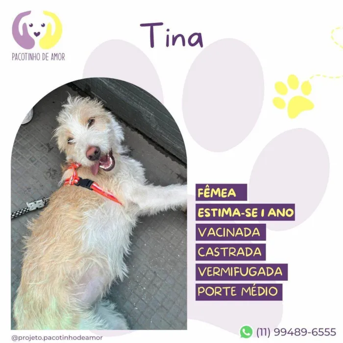 Cachorro ra a SRD-ViraLata idade 1 ano nome Tina