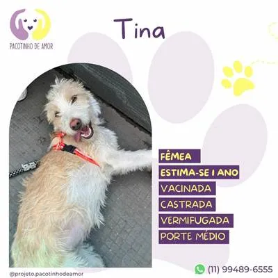 Cachorro raça SRD-ViraLata idade 1 ano nome Tina