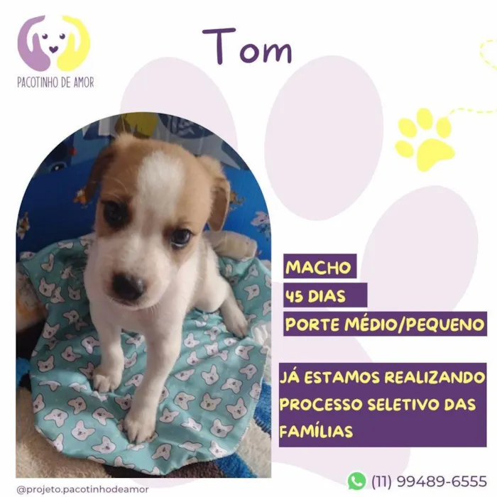 Cachorro ra a SRD-ViraLata idade Abaixo de 2 meses nome Tom