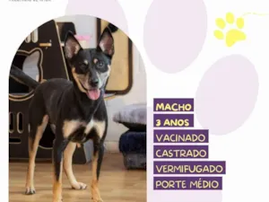 Cachorro raça SRD-ViraLata idade 3 anos nome Stark