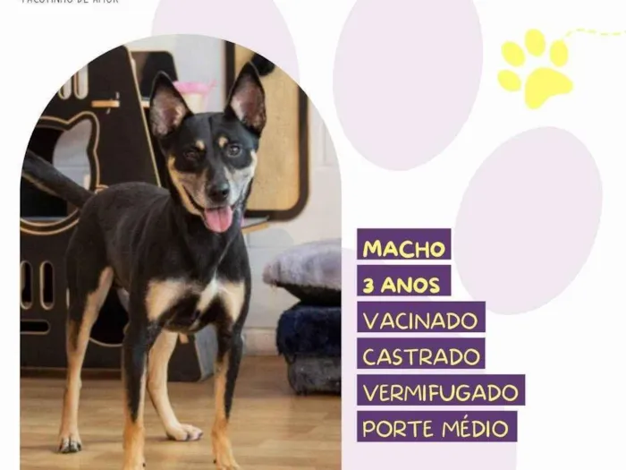 Cachorro ra a SRD-ViraLata idade 3 anos nome Stark