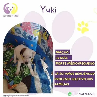 Cachorro raça SRD-ViraLata idade Abaixo de 2 meses nome Yuki