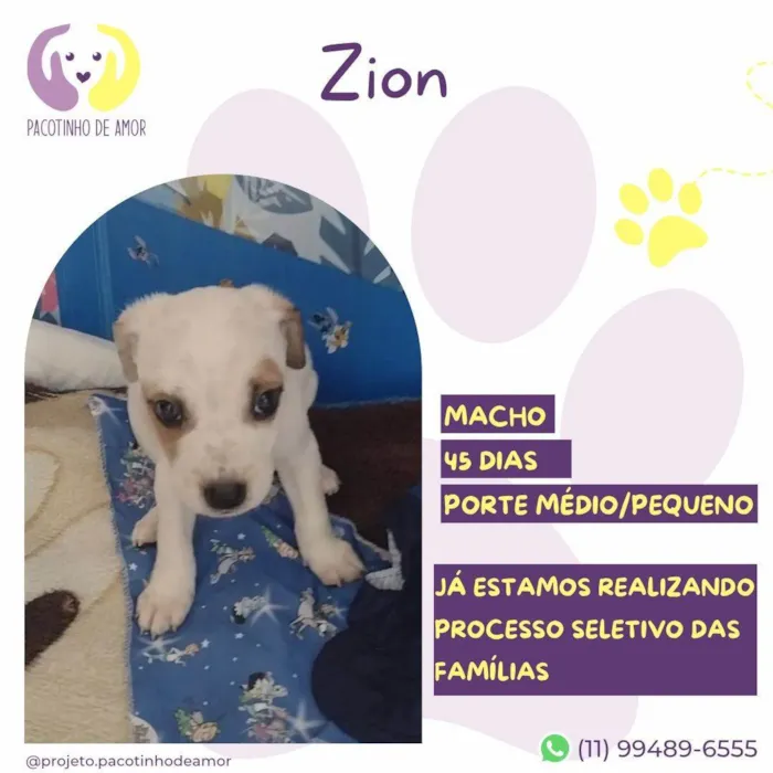 Cachorro ra a SRD-ViraLata idade Abaixo de 2 meses nome Zion