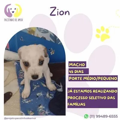 Cachorro raça SRD-ViraLata idade Abaixo de 2 meses nome Zion