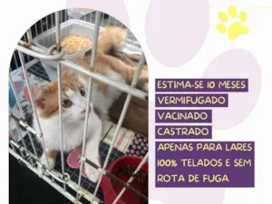 Gato raça SRD-ViraLata idade 7 a 11 meses nome Thiago