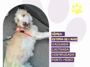 Cachorro raça SRD-ViraLata idade 1 ano nome Tina