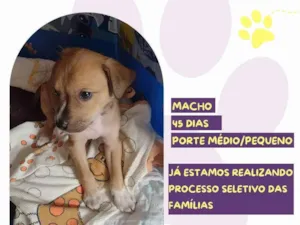 Cachorro raça SRD-ViraLata idade Abaixo de 2 meses nome Yudi