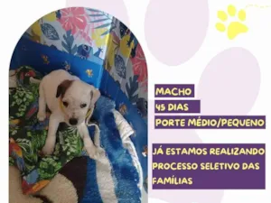 Cachorro raça SRD-ViraLata idade Abaixo de 2 meses nome Yuki