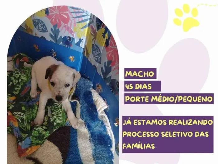 Cachorro ra a SRD-ViraLata idade Abaixo de 2 meses nome Yuki