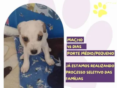 Cachorro raça SRD-ViraLata idade Abaixo de 2 meses nome Zion