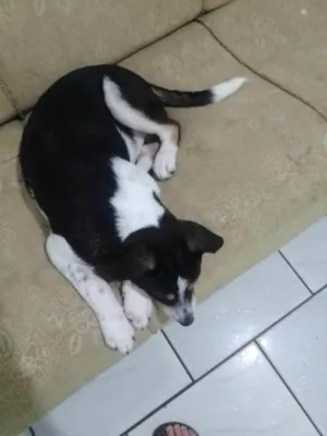 Cachorro raça Fox Terrier idade 2 anos nome Raiane 