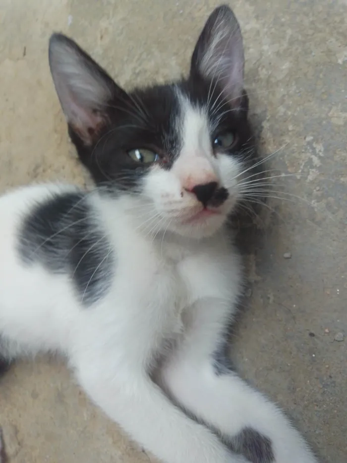 Gato ra a SRD-ViraLata idade Abaixo de 2 meses nome Tom e Jerry 