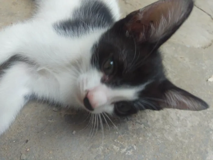 Gato ra a SRD-ViraLata idade Abaixo de 2 meses nome Tom e Jerry 