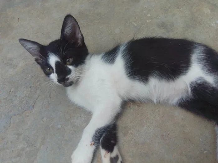 Gato ra a SRD-ViraLata idade Abaixo de 2 meses nome Tom e Jerry 