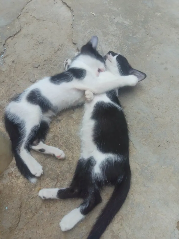 Gato ra a SRD-ViraLata idade Abaixo de 2 meses nome Tom e Jerry 