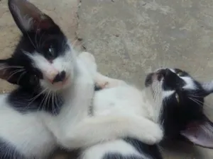 Gato raça SRD-ViraLata idade Abaixo de 2 meses nome Tom e Jerry 