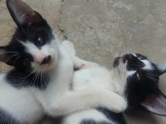 Gato ra a SRD-ViraLata idade Abaixo de 2 meses nome Tom e Jerry 