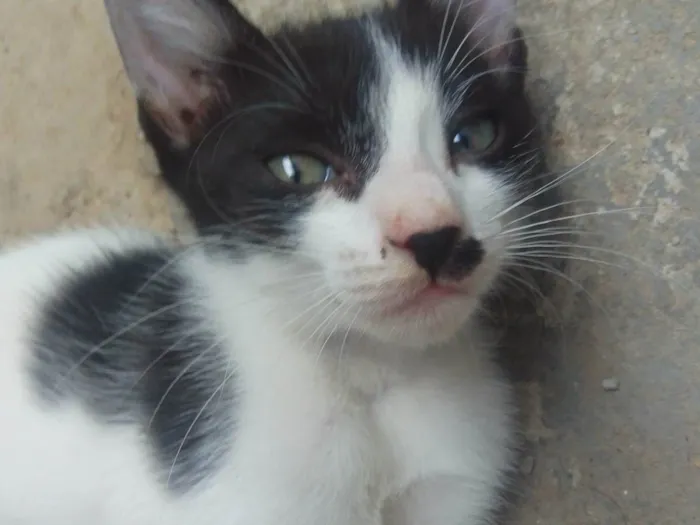 Gato ra a SRD-ViraLata idade Abaixo de 2 meses nome Tom e Jerry 