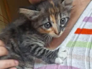 Gato raça SRD-ViraLata idade Abaixo de 2 meses nome Bebê 