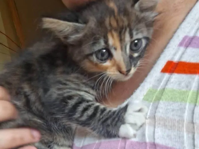 Gato ra a SRD-ViraLata idade Abaixo de 2 meses nome Bebê 