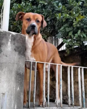 Cachorro raça SRD-ViraLata idade 6 ou mais anos nome Scooby