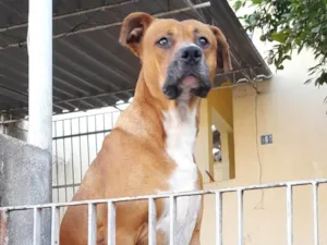 Cachorro raça SRD-ViraLata idade 6 ou mais anos nome Scooby