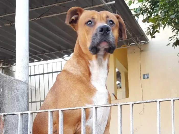 Cachorro ra a SRD-ViraLata idade 6 ou mais anos nome Scooby