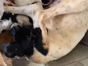 Cachorro raça SRD-ViraLata idade Abaixo de 2 meses nome Não tem nome 