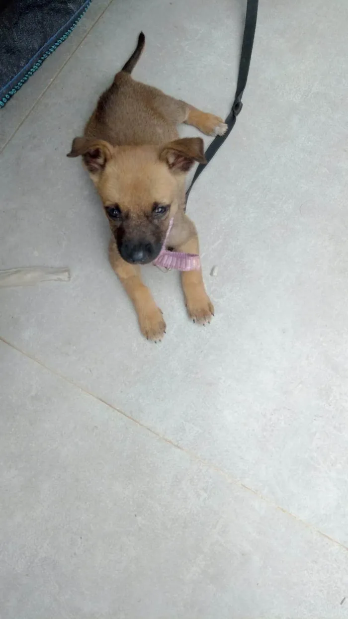 Cachorro ra a SRD-ViraLata idade Abaixo de 2 meses nome Mel