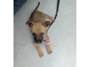 Cachorro raça SRD-ViraLata idade Abaixo de 2 meses nome Mel