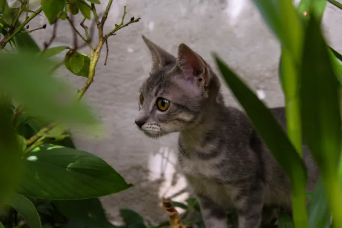 Gato ra a SRD-ViraLata idade 7 a 11 meses nome Phoebe