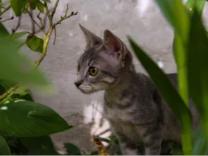 Gato raça SRD-ViraLata idade 7 a 11 meses nome Phoebe