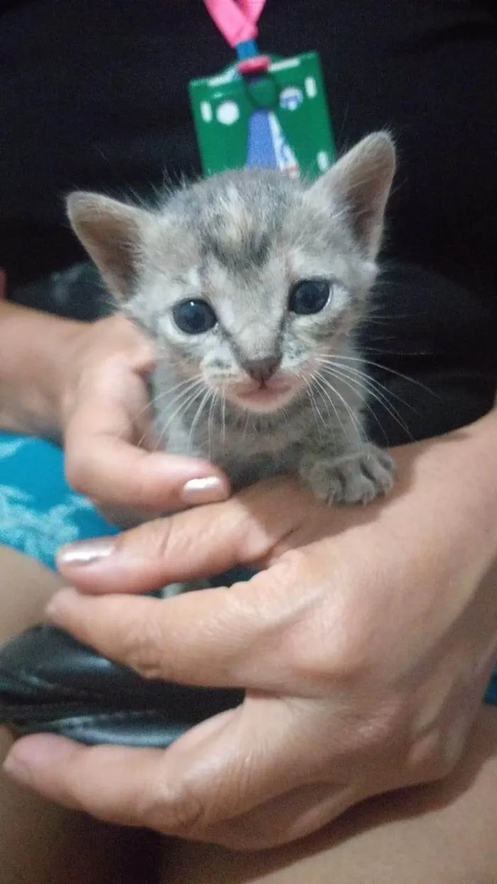 Gato ra a SRD-ViraLata idade Abaixo de 2 meses nome Gatinha filhote