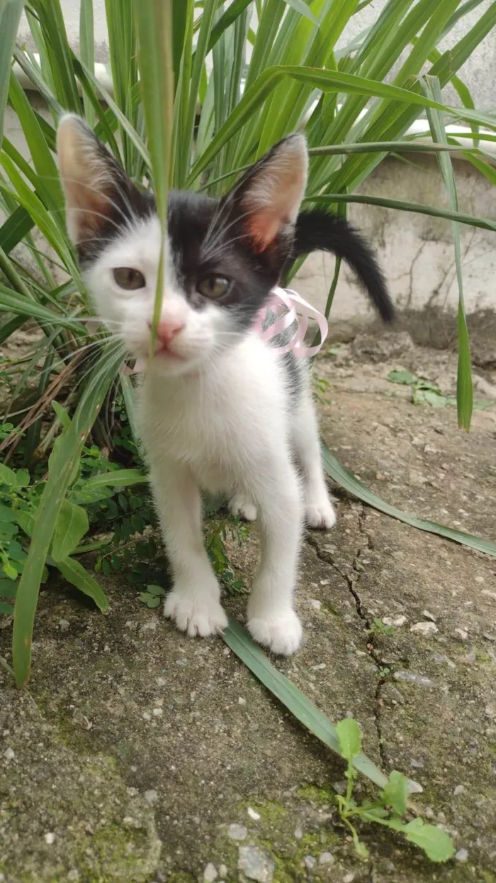 Gato ra a SRD-ViraLata idade 2 a 6 meses nome MARLENE PEREIRA