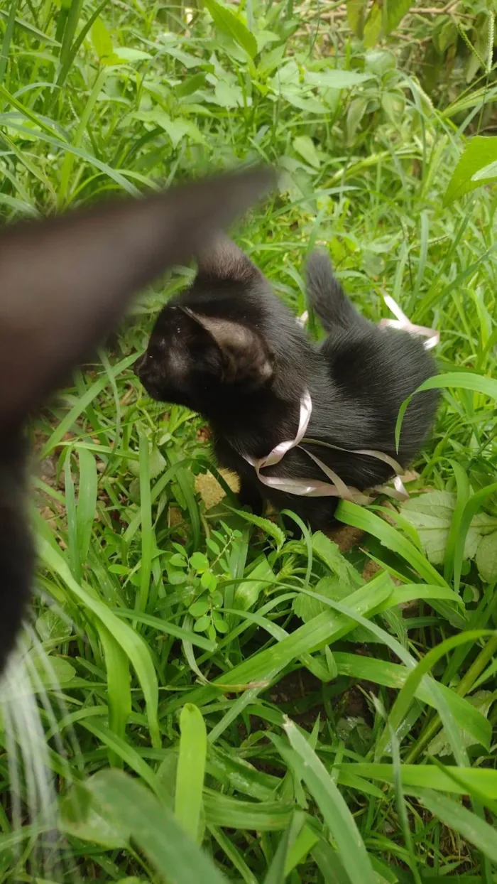 Gato ra a SRD-ViraLata idade 2 a 6 meses nome MARLENE PEREIRA